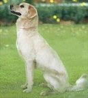 Psí plemena:  > Himalájský ovčák (Himalayan Sheepdog)