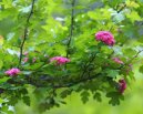 Pokojové rostliny:  > Hloh Obecný (Crataegus oxyacantha)