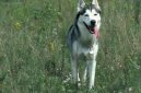 Psí plemena:  > Hokkaido-Ken (Hokkaido, Ainu Dog)