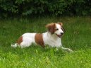 Psí plemena: Retrívři, slídiči a vodní psi > Holandský kachní pes (Kooikerhondje)