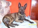 Psí plemena:  > Holandský ovčák (Dutch Shepherd Dog)