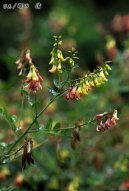 Pokojové rostliny:  > Huang Qi Chuang Čchi (Astragalus membranaceus)
