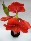 Pokojové rostliny:  > Hvězdník, zornice, amarylis (Hippeastrum)