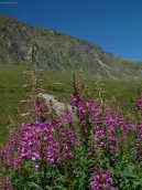 Pokojové rostliny: Skalničky > Hvozdík alpínský (Dianthus Alpinus)
