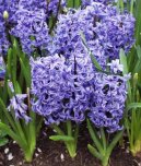 Pokojové rostliny: Jedovaté > Hyacint východní (Hyacinthus  orientalis)