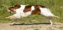 Psí plemena:  > Irský červenobílý setr (Irish Red and White Setter)