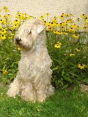 Psí plemena:  > Irský jemnosrstý pšeničný teriér (Irish Soft Coated Wheaten Terrier)