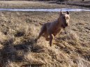 Psí plemena:  > Irský terier (Irish Terrier)