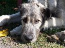 Psí plemena:  > Irský vlkodav (Irish Wolfhound)