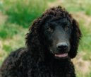 Psí plemena: Retrívři, slídiči a vodní psi > Irský vodní španěl (Irish Water Spaniel)