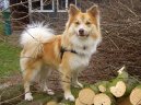 Psí plemena:  > Islandský pes (Iselandsk Farehond / Icelandic sheepdog)