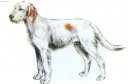 Psí plemena:  > Istrijský hrubosrstý honič (Istrian wire-haired scent hound)