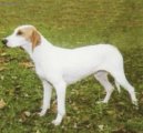 Psí plemena:  > Istrijský krátkosrstý honič (Istrian short-haired Hound)