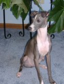 Psí plemena:  > Italský chrtík (Italian Greyhound)