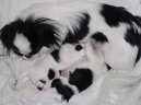 Psí plemena:  > Japan chin, Japonský čin, Japončík (Chin, Japanese Chin)