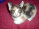 Kočky: Krátkosrsté a somálské > Japonský bobtail (Japanese Bobtail Cat)