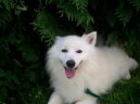 Psí plemena:  > Japonský špic (Japanese Spitz, Nihon Supittsu)