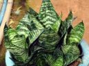 Pokojové rostliny:  > Tchýnin jazyk, tenura (Sansevieria)