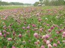 Pokojové rostliny:  > Jetel Luční (Trifolium pratense)