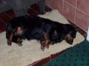 Psí plemena:  > Jezevčík (Dachshund)