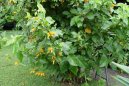 Pokojové rostliny:  > Juanulloa aurantiaca