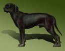 Psí plemena:  > Jugoslávský planinský honič (Montenegrin Mountain Hound)