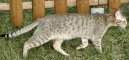 Kočky:  > Kanaani (Kanaani Cat)