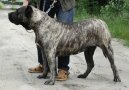 Psí plemena:  > Kanárská doga (Dogo Canario)