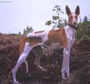 Psí plemena:  > Kanárský podenco (Podenco Canario)