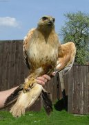 Psí plemena:  > Káně bělochvosté (Buteo rufinus) (Poraněná volně žijící zvířata)