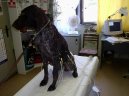 Kočky:  > Kardiologie (Veterinární zákroky)