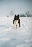 Psí plemena:  > Karelský medvědí pes (Karjalankarhukoira, Karelian Bear Dog)
