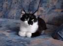 Kočky:  > Kastrace - ano či ne? (Kittens)