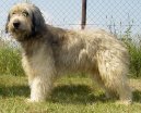 Psí plemena:  > Katalánský ovčák (Catalan Sheepdog)