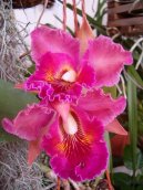 Pokojové rostliny:  > Katleja (Cattleya)