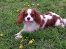 Psí plemena:  > Kavalír King Charles španěl (Cavalier King Charles Spaniel)