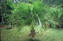 Pokojové rostliny:  > Kencie (Howea belmoreana)