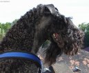 Psí plemena:  > Kerry blue terier (Kerry Blue Terrier)