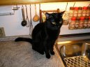 Kočky:  > Kočka domácí (Domestic cat)