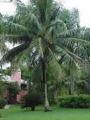 Pokojové rostliny: Rostliny s plody > Kokosová palma, kokosovník (Cocos nucifera)