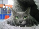 Kočky:  > Korat kočka (Korat)
