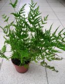 Pokojové rostliny: Kapradiny > Křídelnice (Pteris cretica)