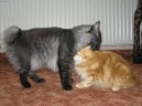 Kočky:  > Kurilský bobtail dlouhosrstý (Kurilean Bobtail Longhair)