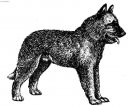 Psí plemena: Ovčáci a honáčtí psi > Belgický ovčák - Laekenois (Chien de Berger Belge - Laekenois)