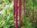 Pokojové rostliny:  > Láskavec (Amaranthus)