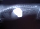 Psí plemena:  > Léčba interních onemocnění (Veterinární zákroky)