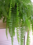 Pokojové rostliny:  > Ledviník ztepilý (Nephrolepis exaltata)