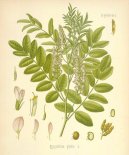 Pokojové rostliny:  > Lékořice Lysá (Glycyrrhiza glabra)