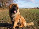 Psí plemena:  > Leonberger