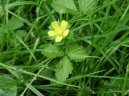 Pokojové rostliny:  > Lesní jahody, jahodník (Duchesnea indica)